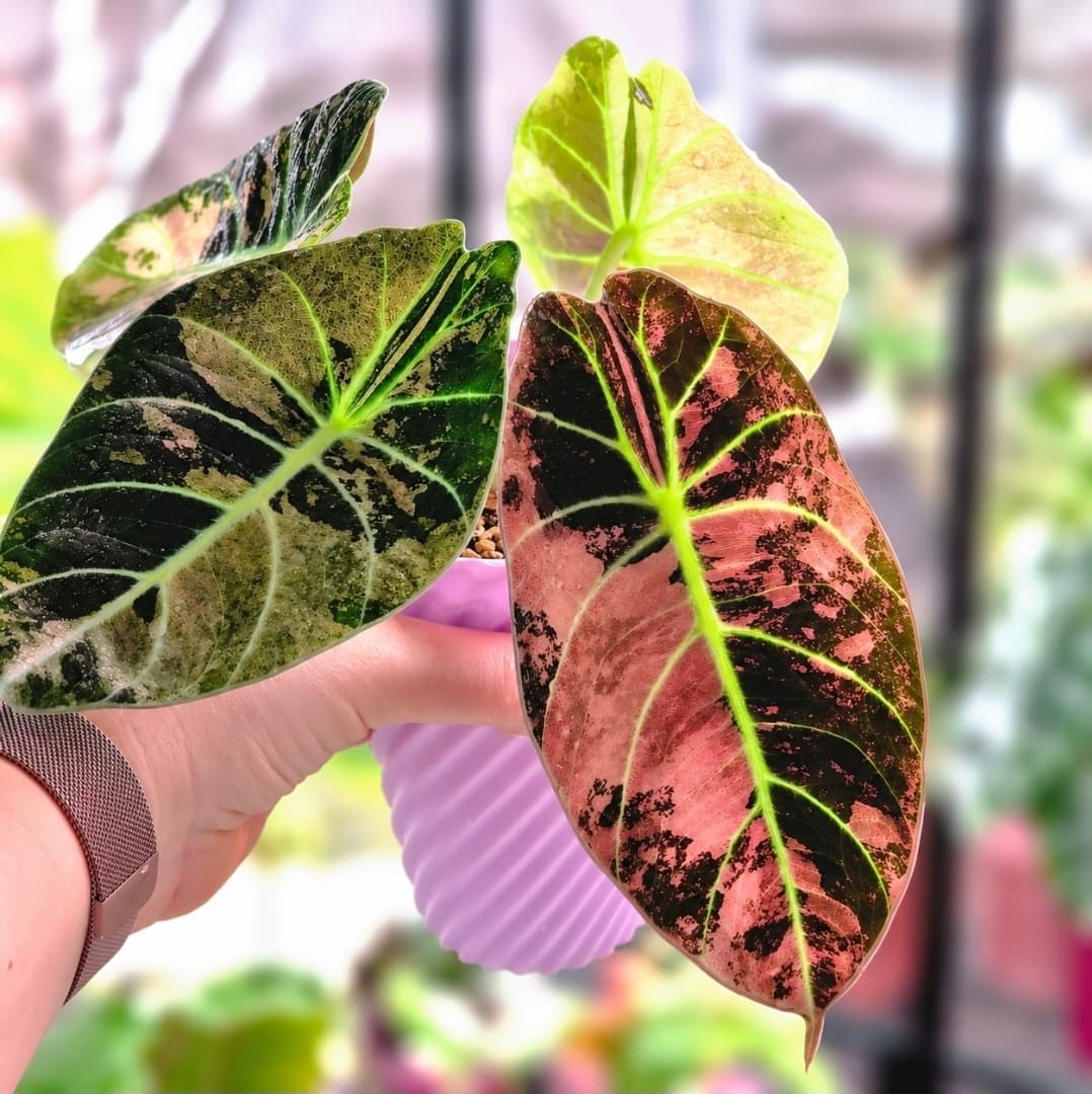 Alocasia Ninja True Pink corm