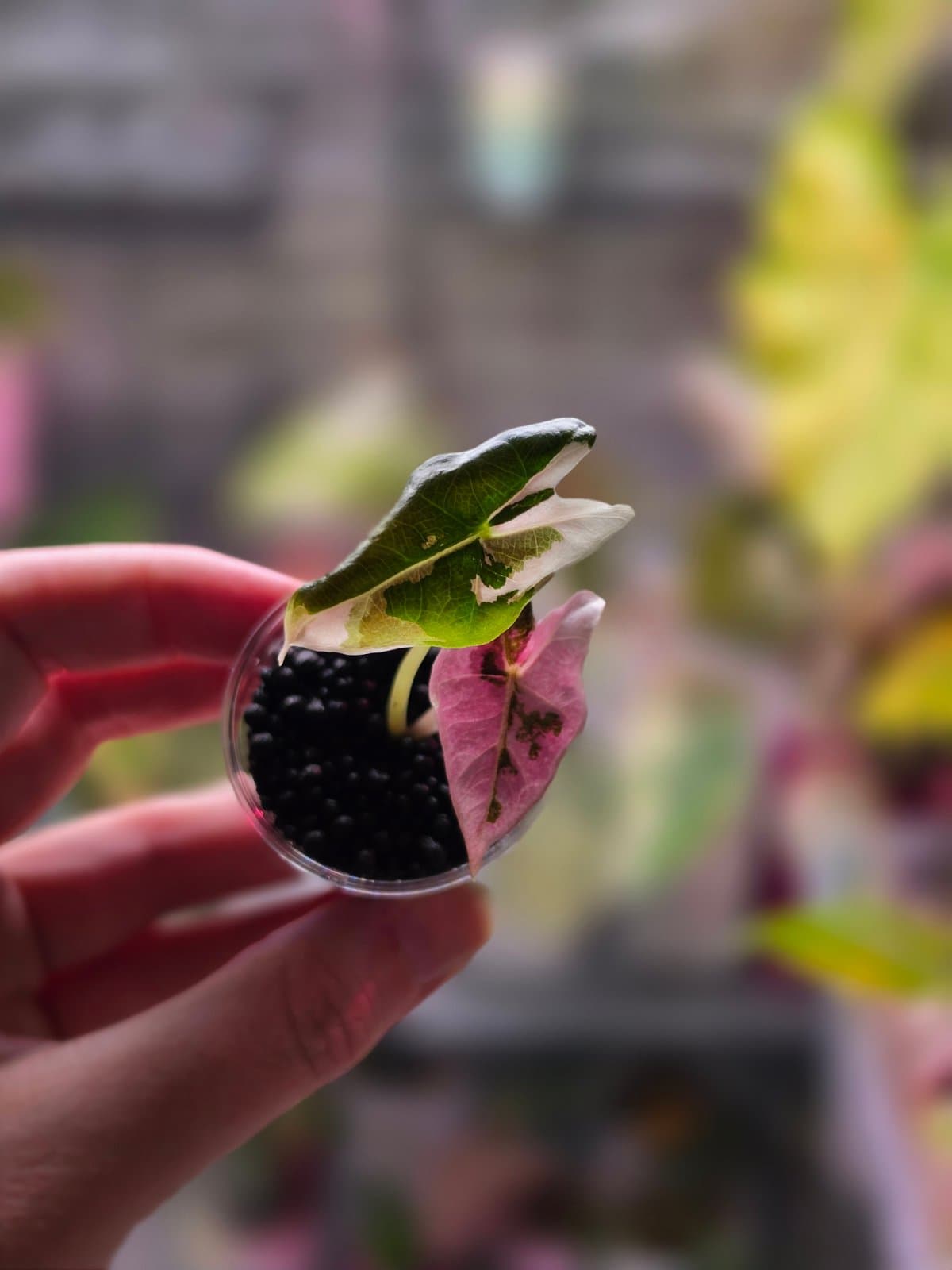 Alocasia Nobilis Pink 2