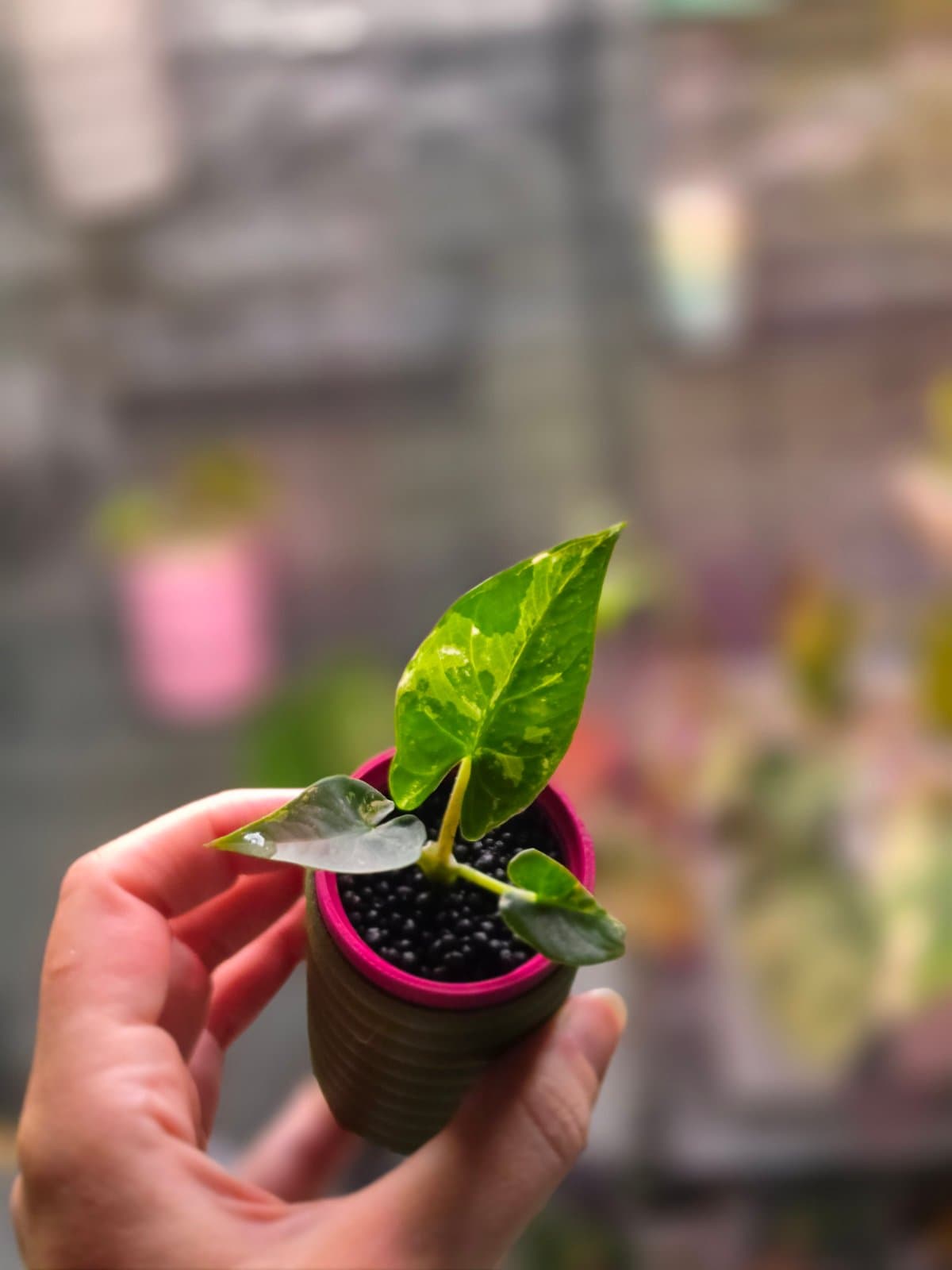 Alocasia Reginae albo 2