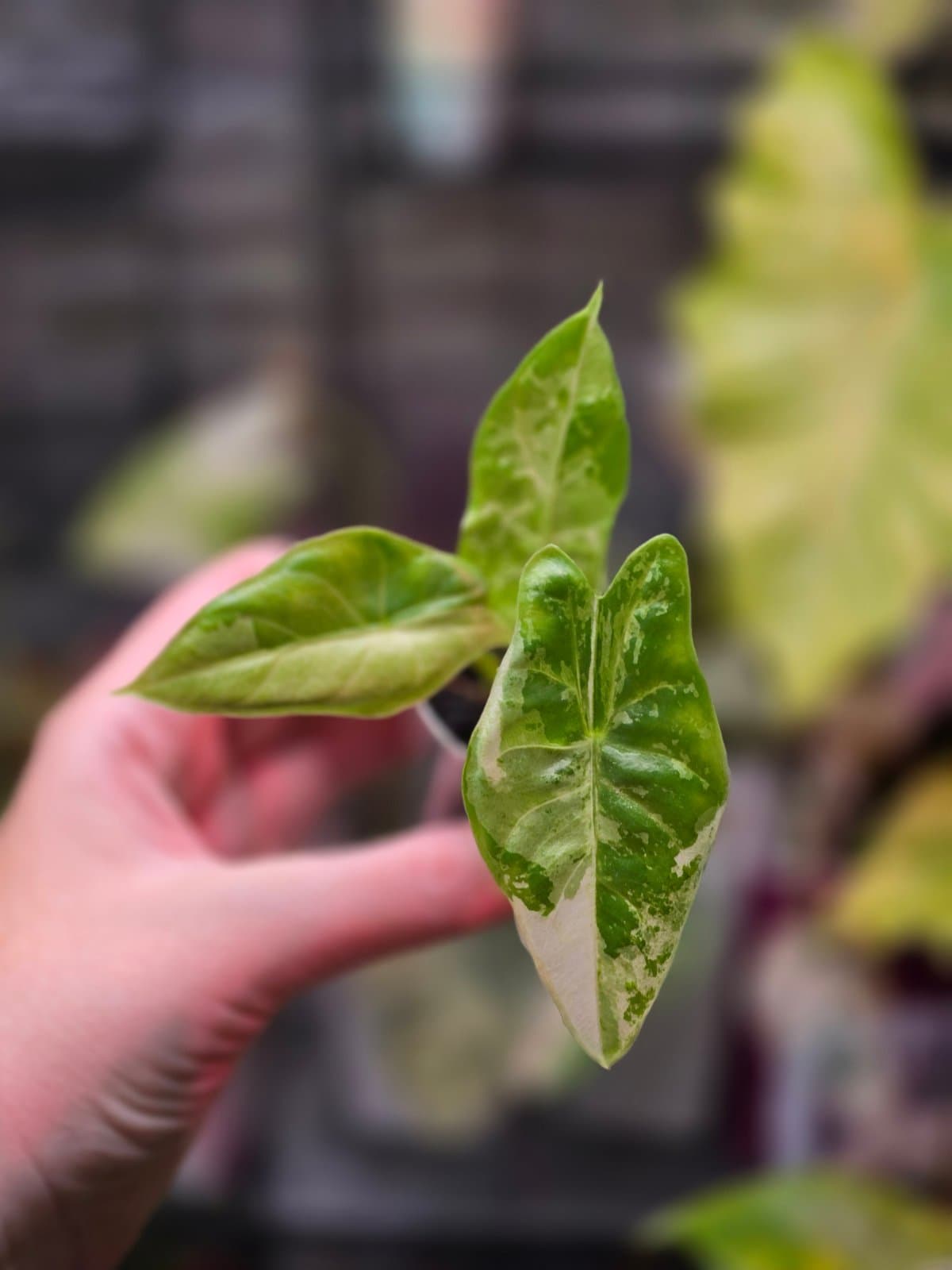 Alocasia Accuminata albo
