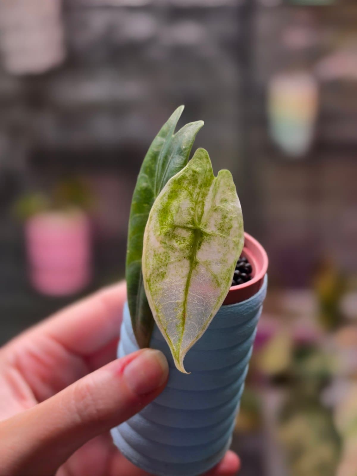 Alocasia Zebrina x Longiloba mint