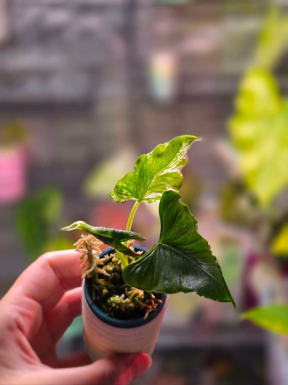 Alocasia Cucullata Crinkles albo