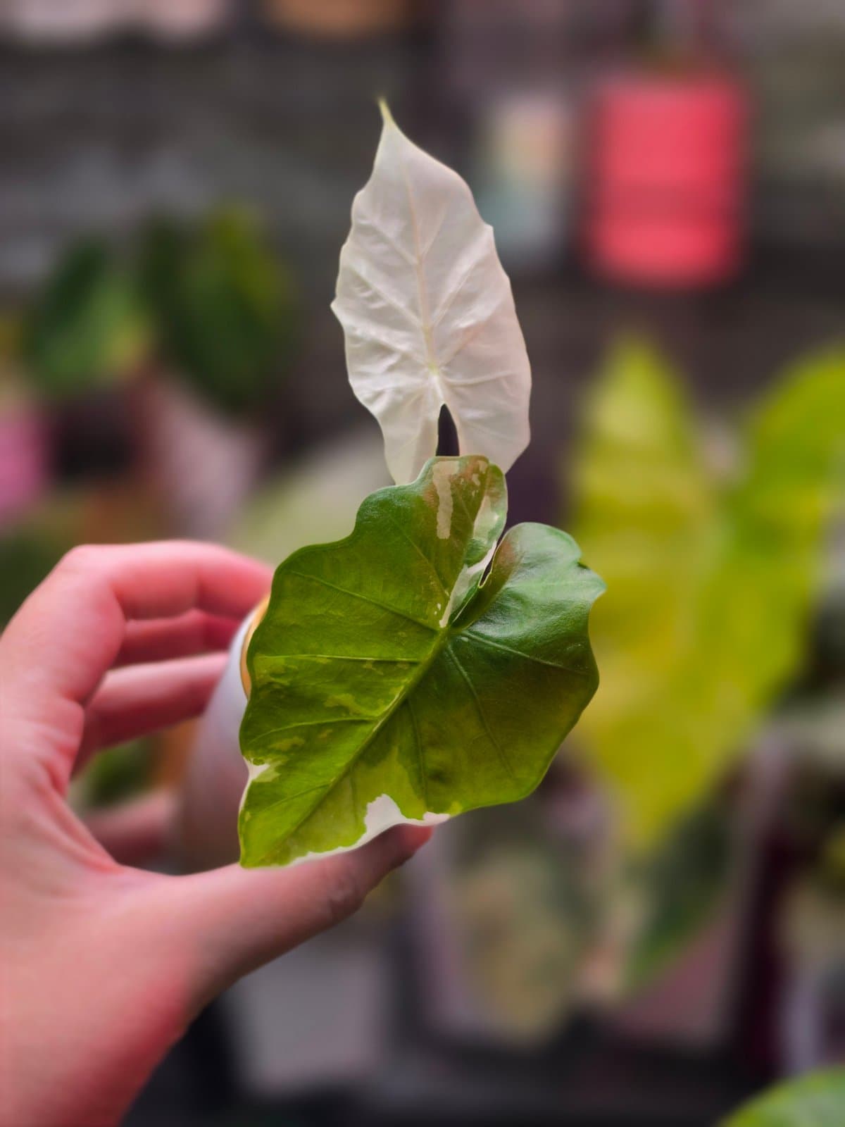 Alocasia Low Rider albo