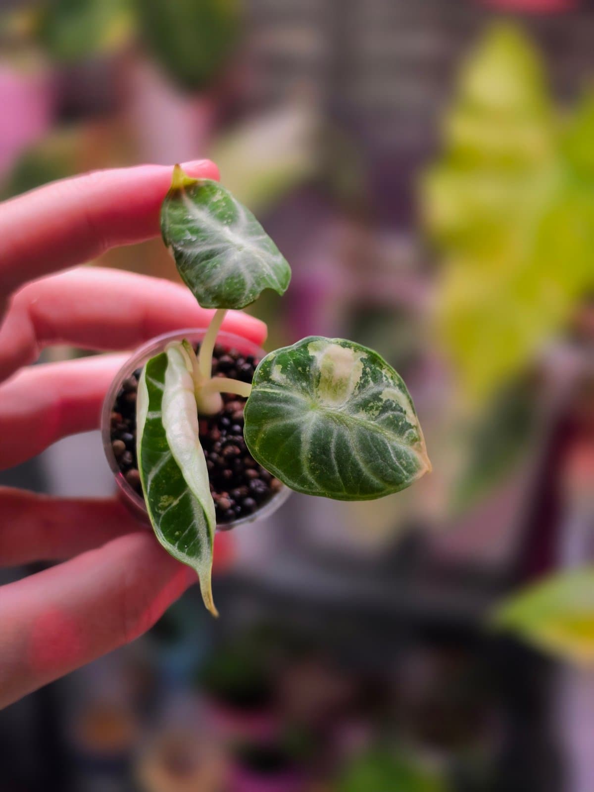 Alocasia Ninja albo