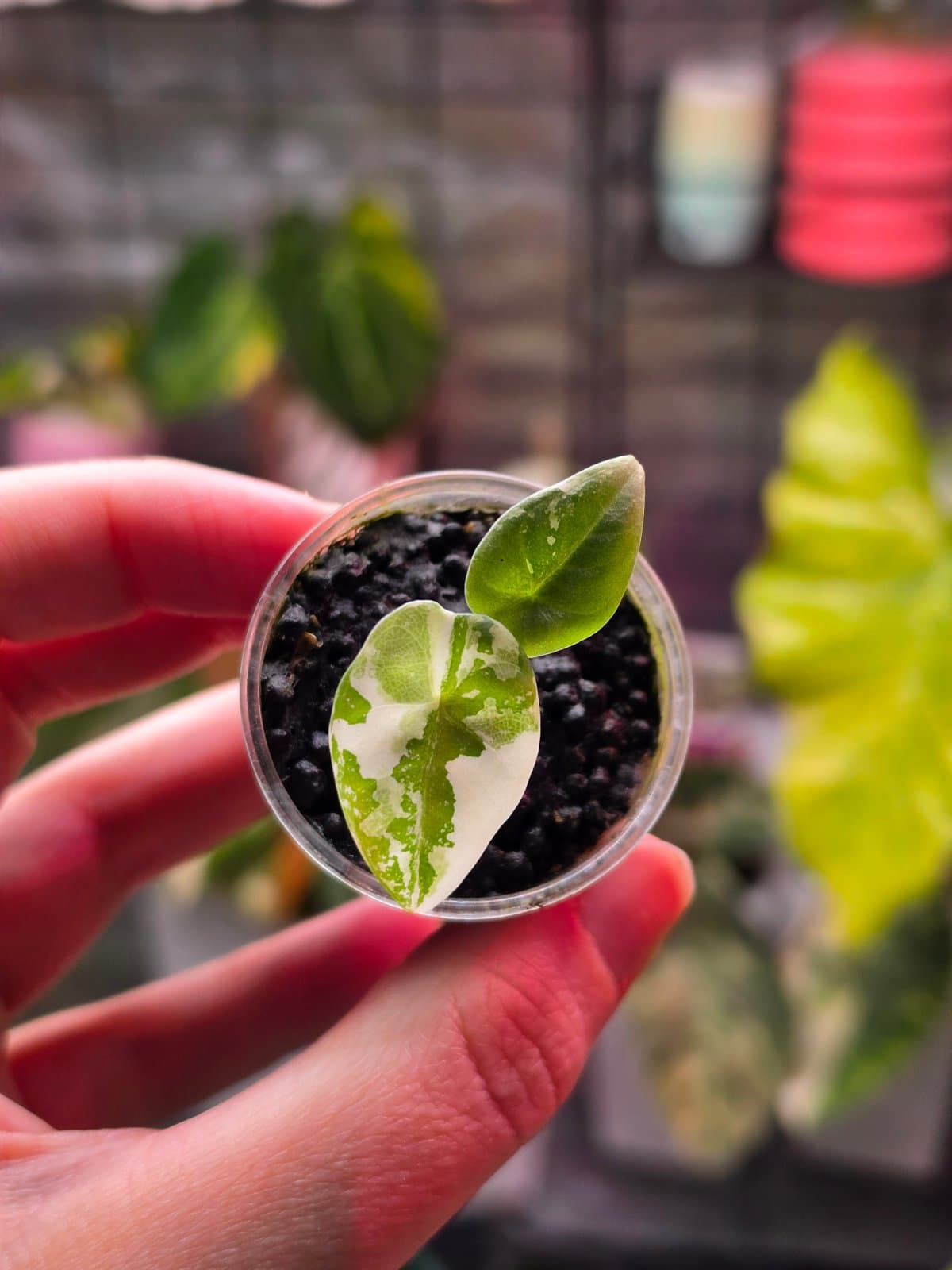Alocasia Maharani albo