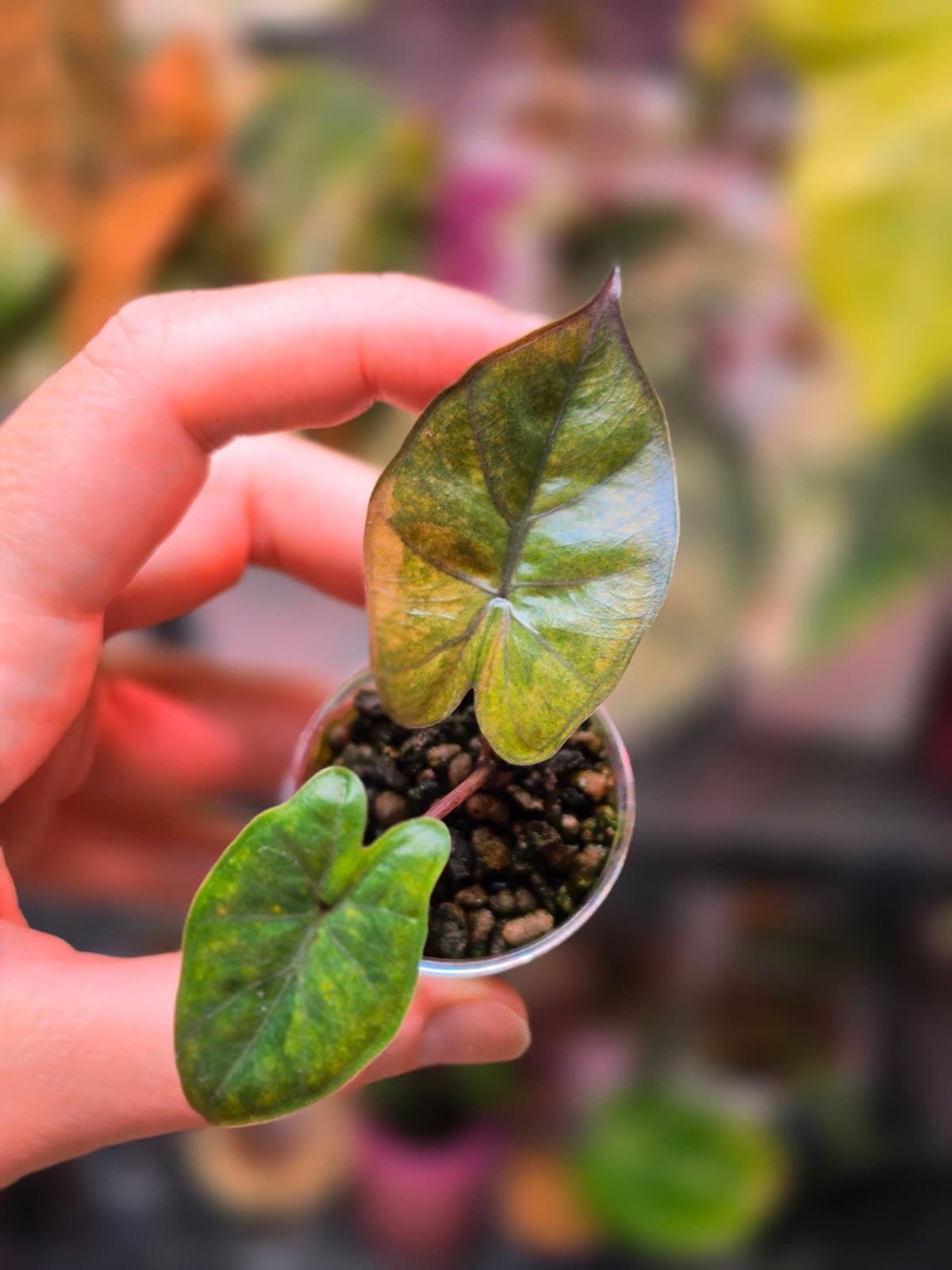 Alocasia Yucatan Gold