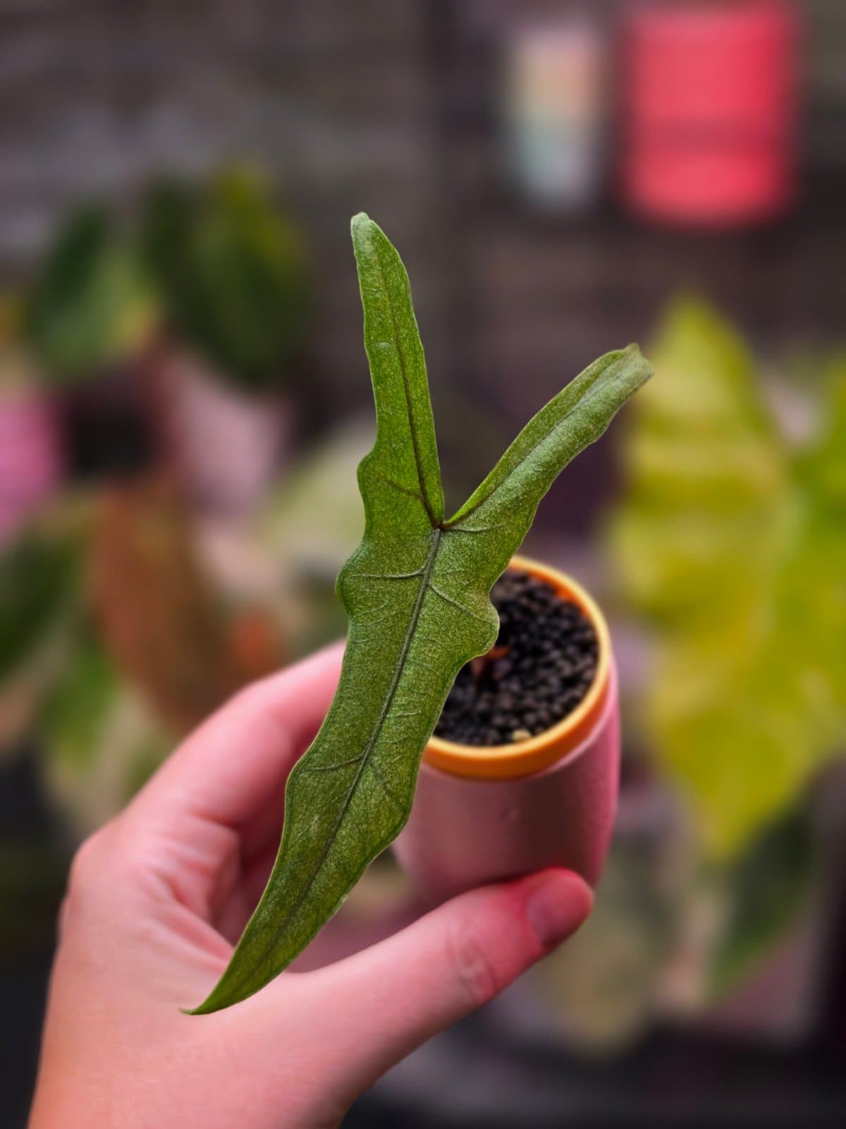 Alocasia Sabrina sp Narrow Stardust