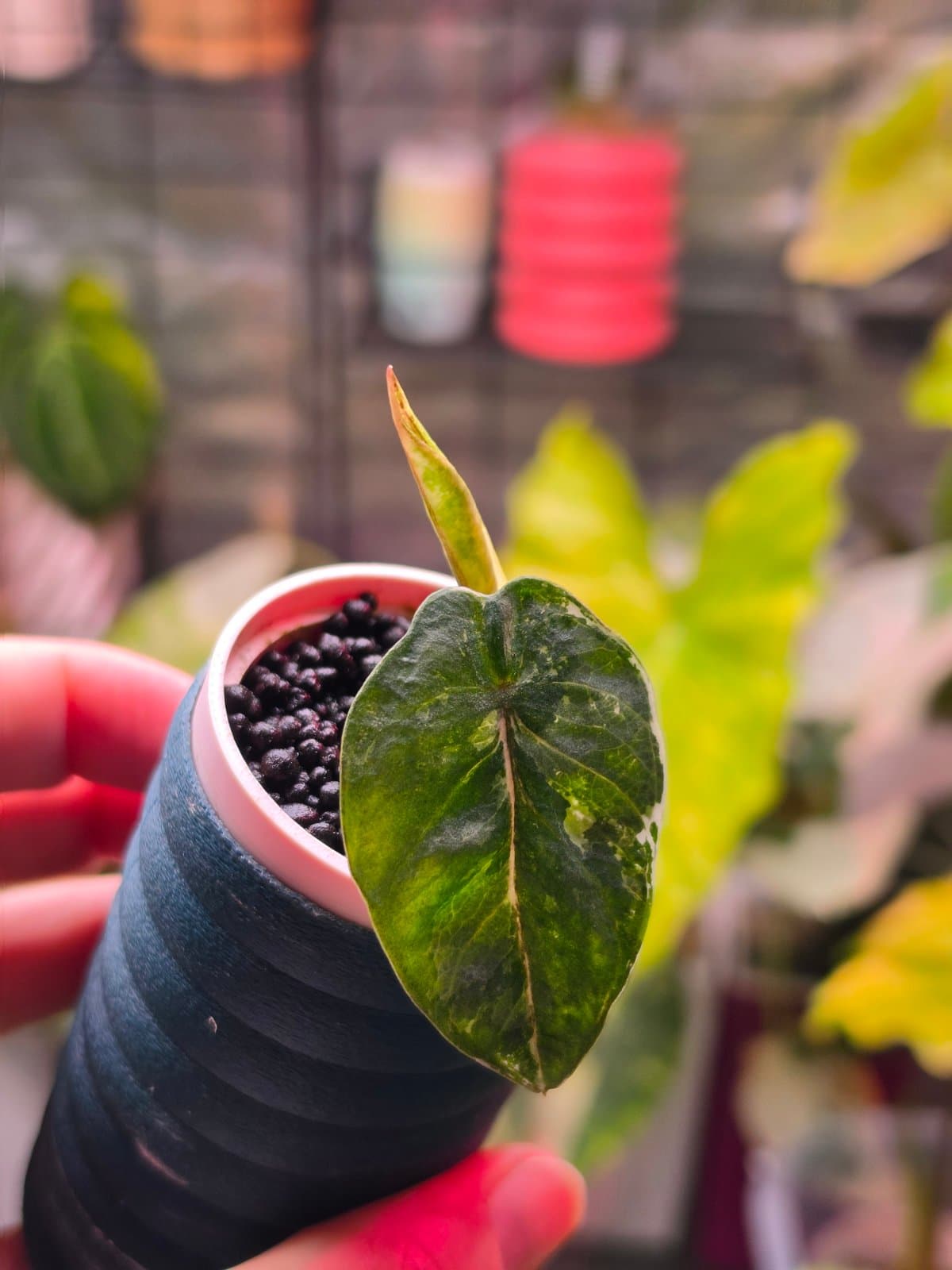 Alocasia Metallic Blue albo