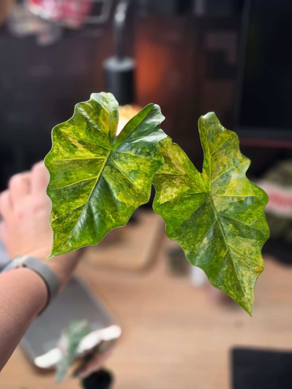 Alocasia Portora aurea