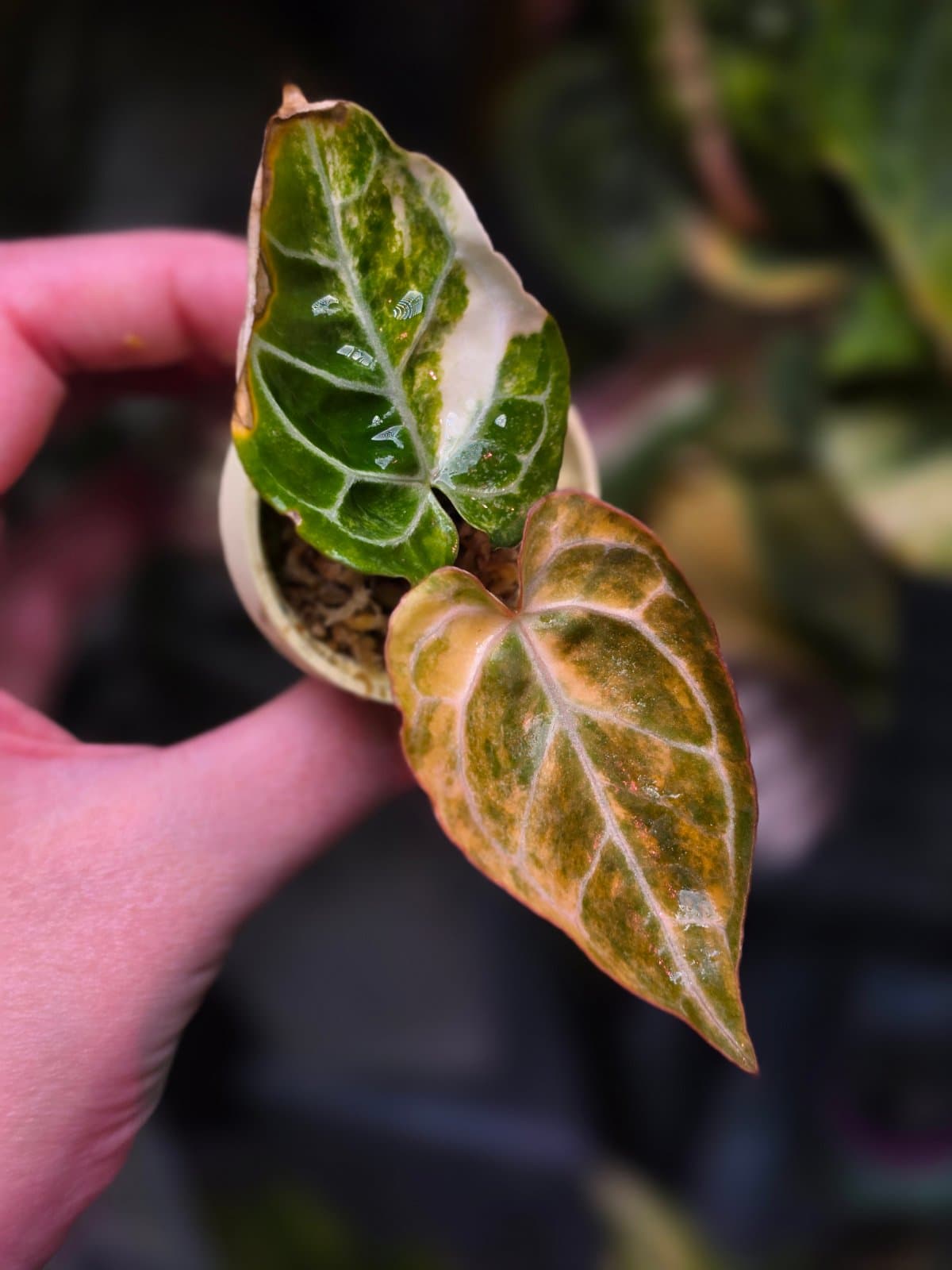 (Red Crystallinum x self) x Michelle - Great for new collectors!