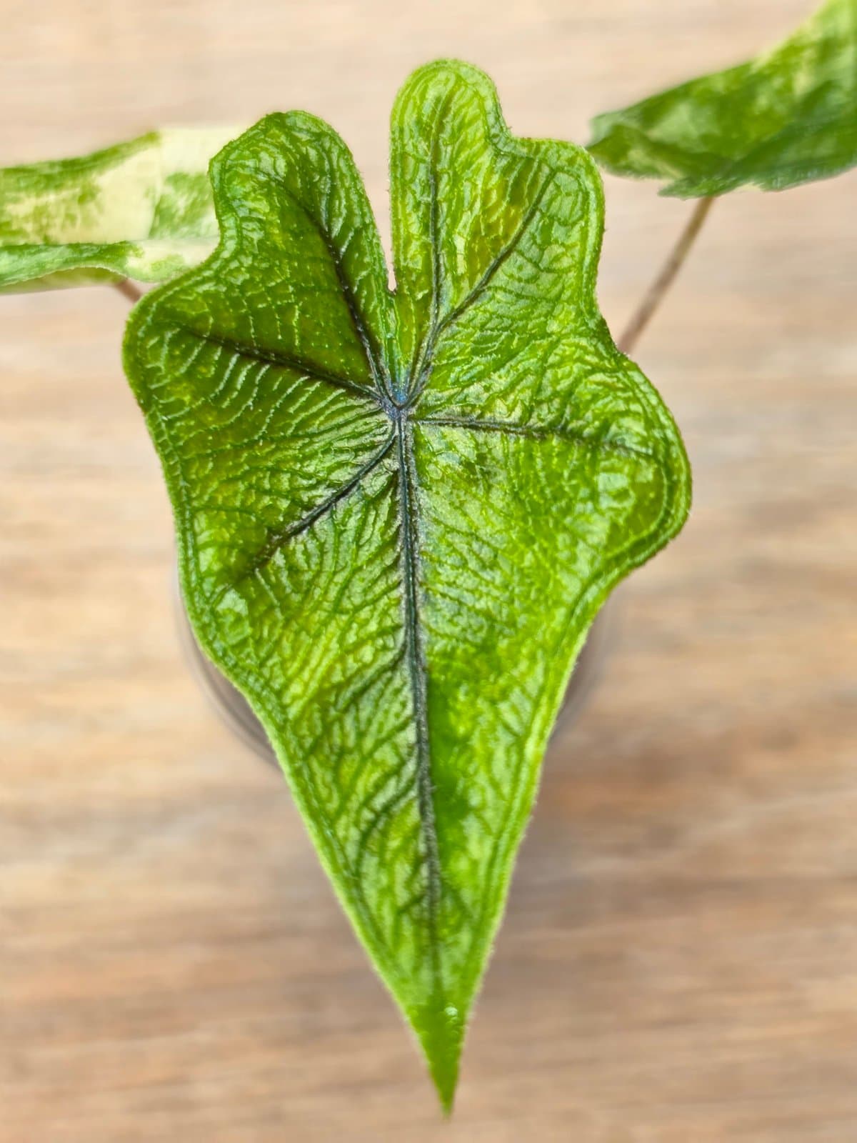 Alocasia Jacklyn aurea
