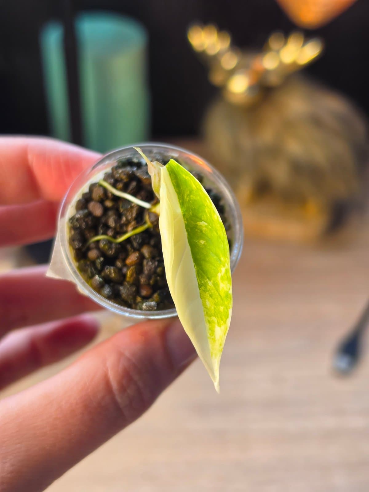Platinum albo corm grown