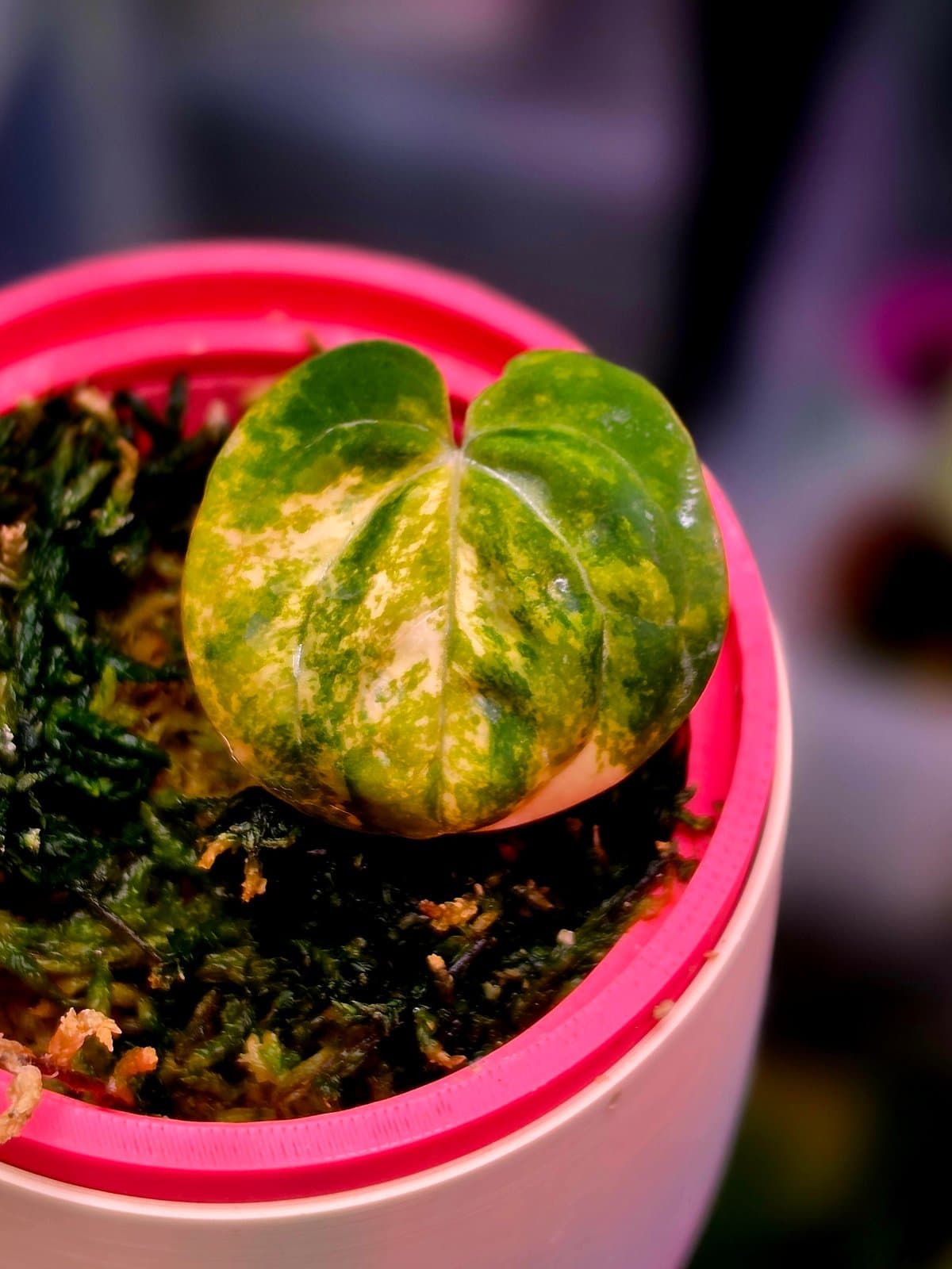 Papilillaminum x Carlablackiae