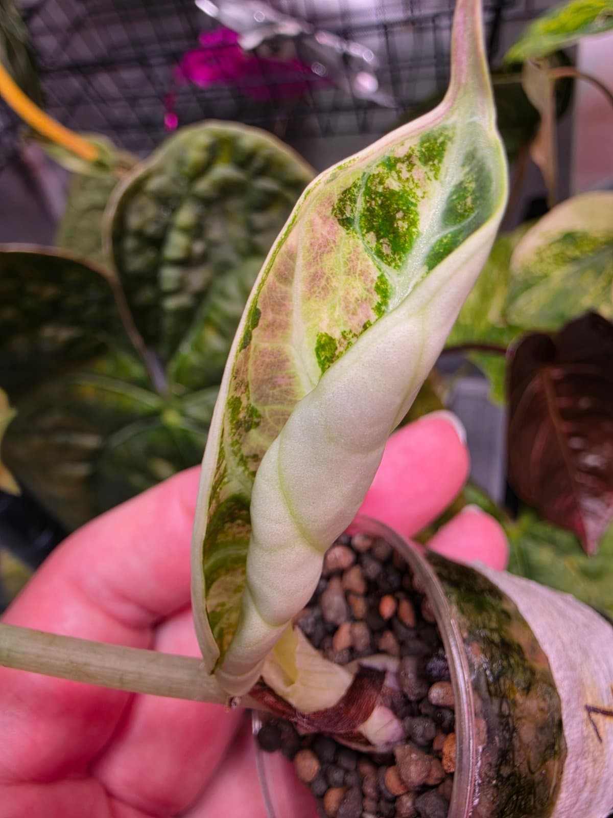 Alocasia Ninja