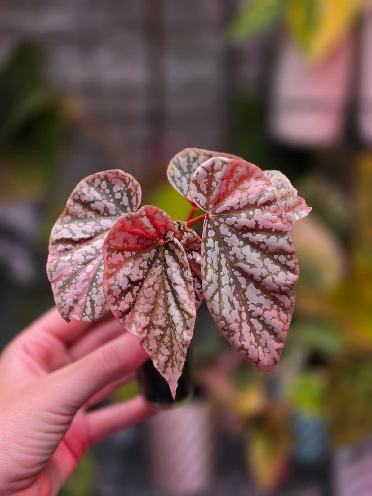 Begonia Snow Capped Pink